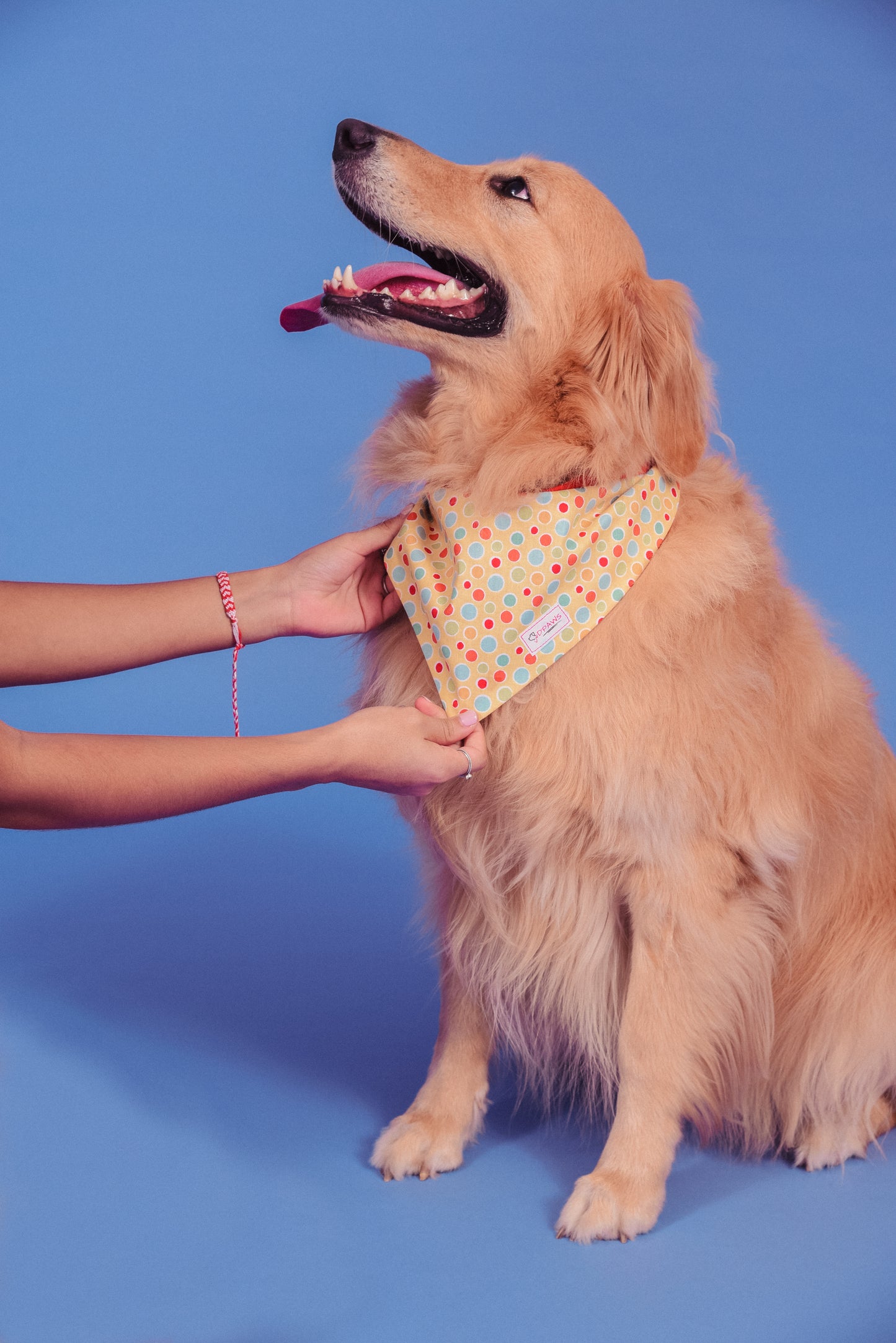 Colorful Day & Red - Reversible Dog Bandana