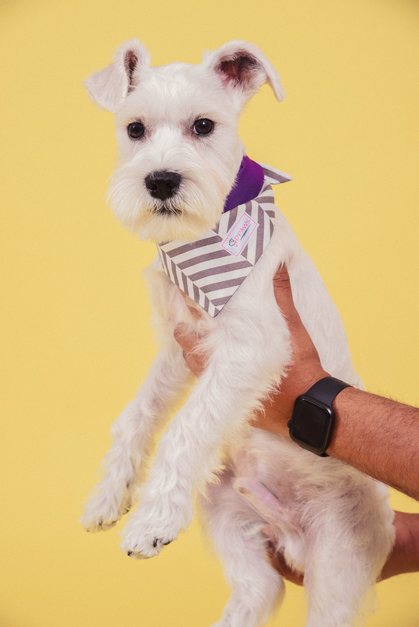 Gray Stripes & Purple - Reversible Dog Bandana