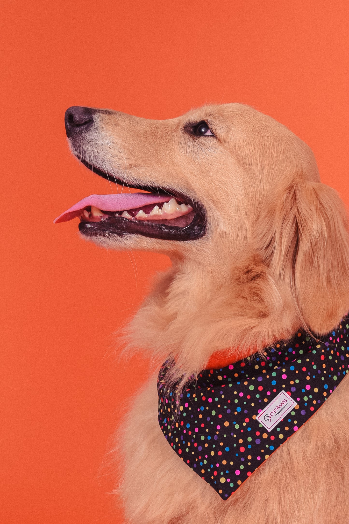 Colorful Night & Orange - Reversible Dog Bandana