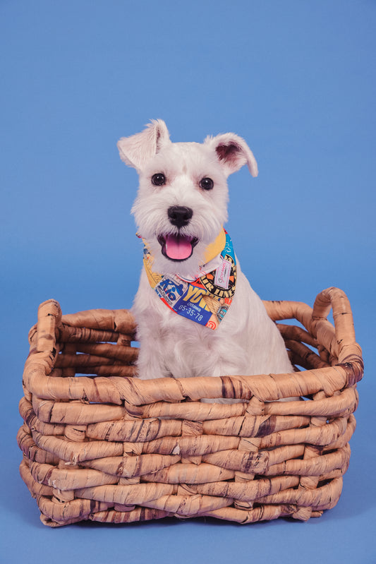 Traveler & Red - Reversible Dog Bandana